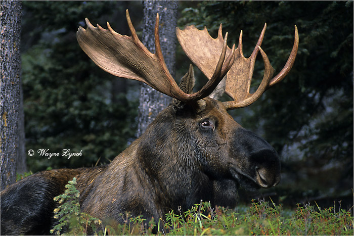 Bull Moose 101B by Dr. Wayne Lynch ©